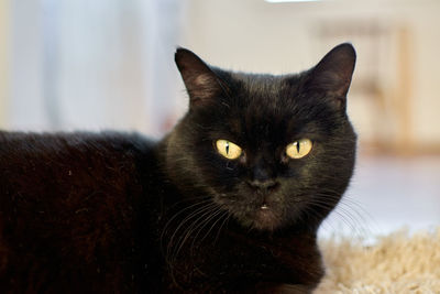 Close-up portrait of black cat