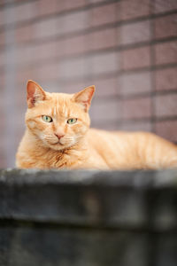 Portrait of cat sitting