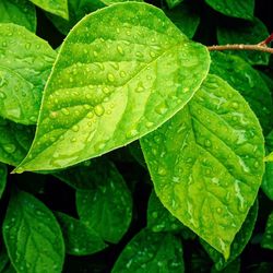 Close-up of wet plant