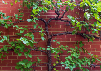 Ivy growing on brick wall