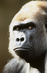 Portrait of young man looking away