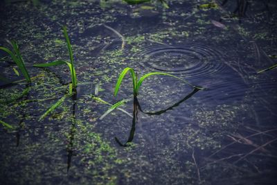 Close-up of snake in water