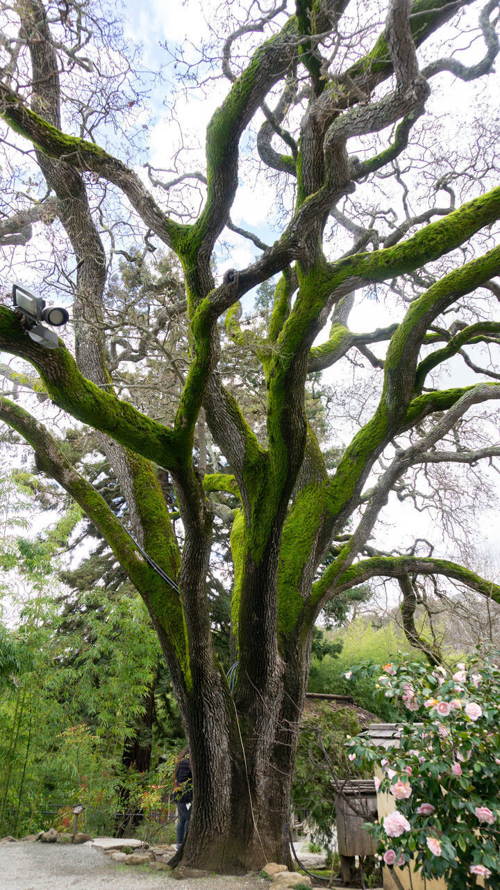 LOW ANGLE VIEW OF LARGE TREE IN FOREST