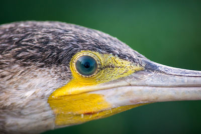 Close-up portrait of bird