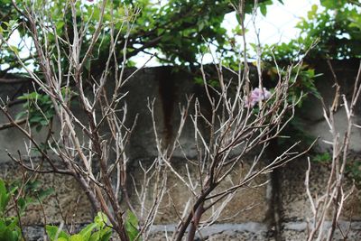 Close-up of fresh plants in forest