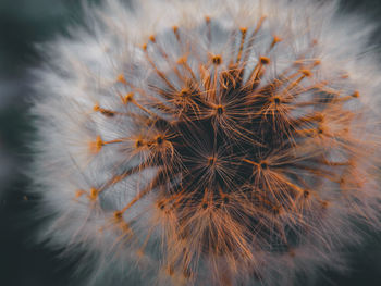 Close-up of dandelion on plant