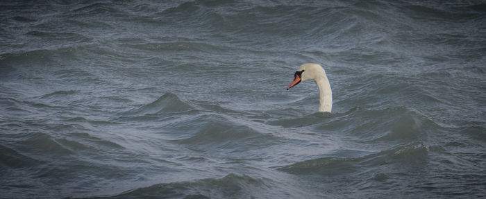 Close-up of swan in water