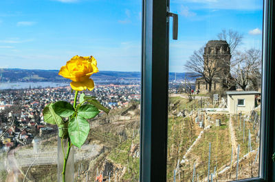 Close-up of flowers growing by window against sky