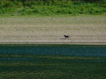 View of birds on land