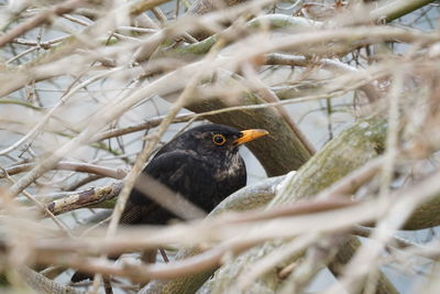 Close-up of bird perching on tree