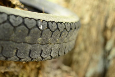 Close-up of lizard