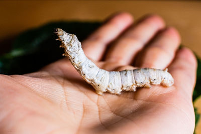 Close-up of human hand holding small