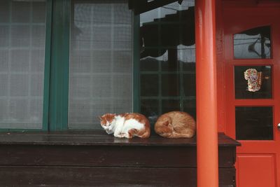 Cats relaxing on table against house