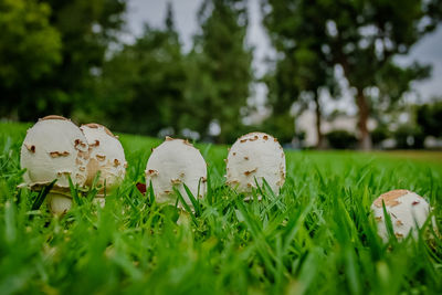 Close-up of mushroom growing on field