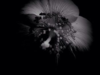 Close-up of flower against black background