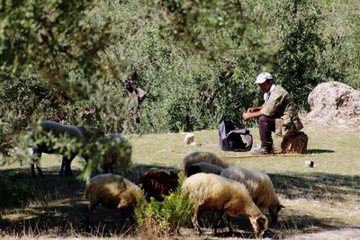 High angle view of sheeps on field with shepherd