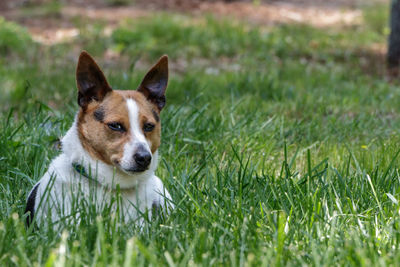 Front view of black dog in grass