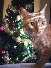 Portrait of cat on christmas tree