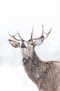 Close-up portrait of deer on snow