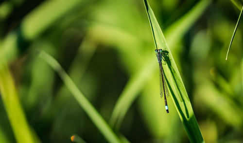 Close-up of insect on grass