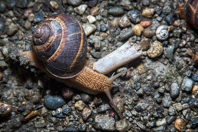 Close-up of snail on rock