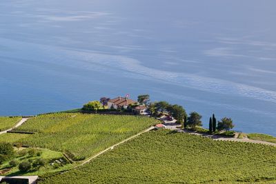 Scenic view of agricultural field