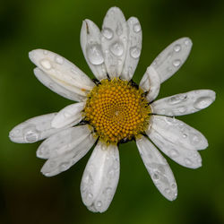 Close-up of wet flower blooming outdoors