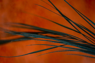 Close-up of orange leaf on table