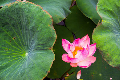 Close-up of pink lotus water lily