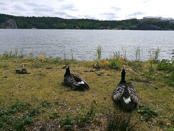 Ducks on lakeshore