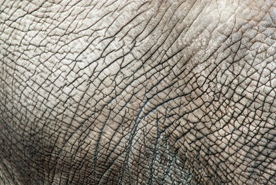 Full frame shot of elephant's skin