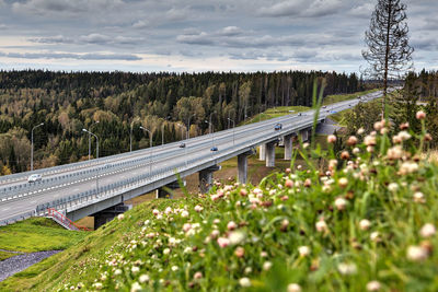 View of bridge and plants on road