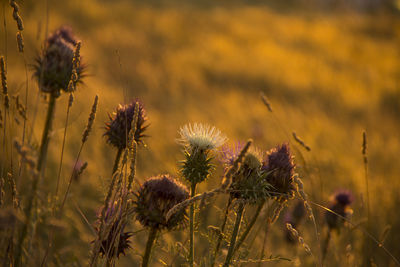 Close-up of thistle flowers on field