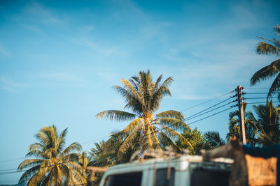 Palm trees against sky