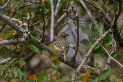 Bird perching on a tree