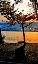 Tree by lake against sky