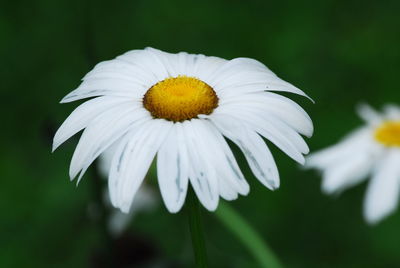 Close-up of white daisy flower