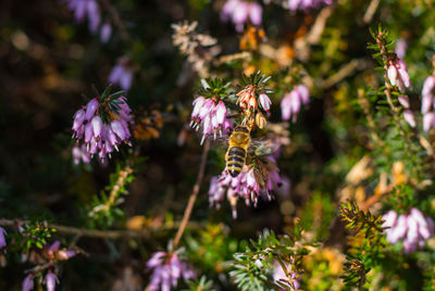 Close-up of purple flowers blooming outdoors