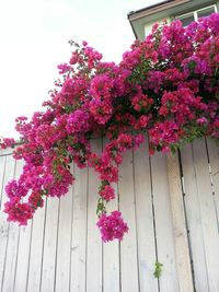 Pink flowers blooming in park