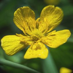 Close-up of yellow flower blooming outdoors