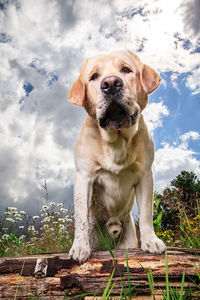 Portrait of a dog looking away