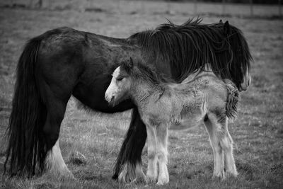 Horse standing with foal on field