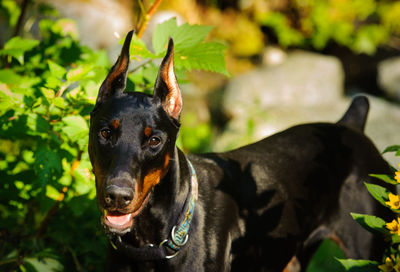 Close-up portrait of black dog