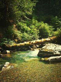 Trees in forest