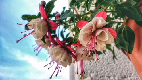 Low angle view of pink flowers against sky