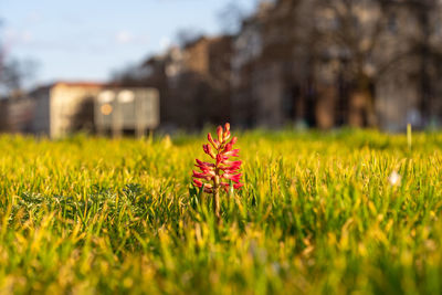 Close-up of yellow flower on field