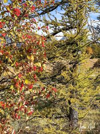 Low angle view of flowering tree