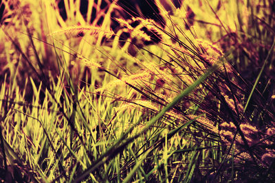 Close-up of stalks in field