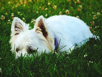 Close-up of dog on field