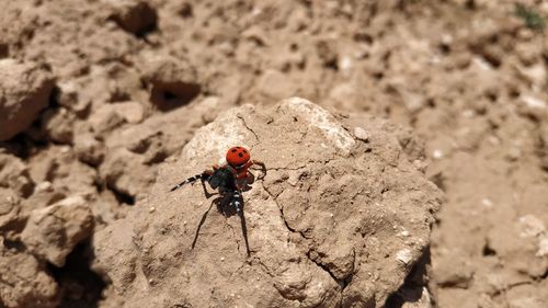 Close-up of ladybug on rock